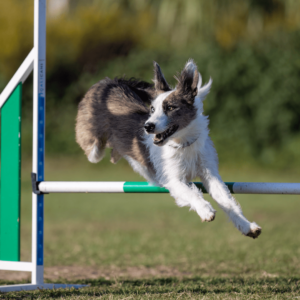 Initiations aux sports canins
